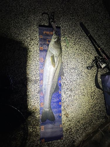 オリンピック記念公園