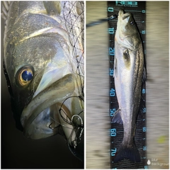 シーバスの釣果