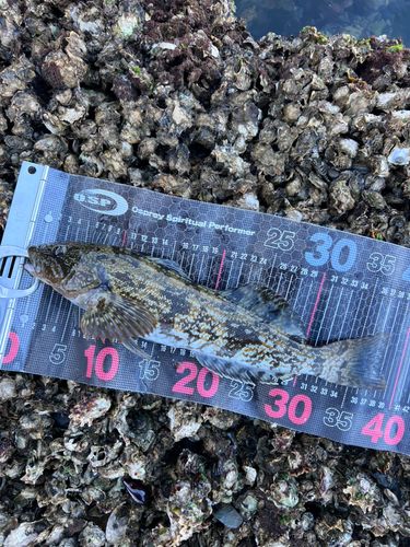 アイナメの釣果