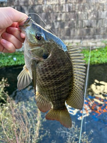 ティラピアの釣果