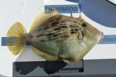 カワハギの釣果
