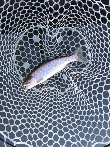 ニジマスの釣果