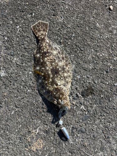 ヒラメの釣果
