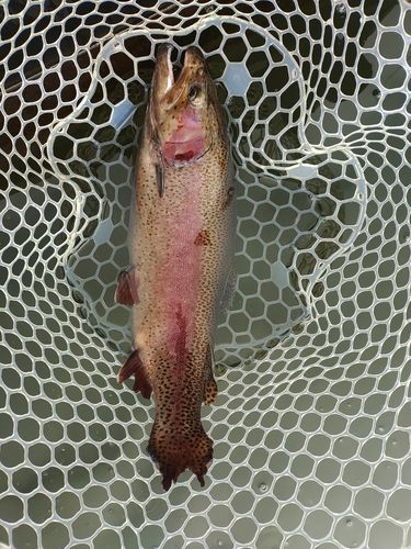 ニジマスの釣果