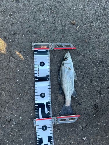 セイゴ（ヒラスズキ）の釣果