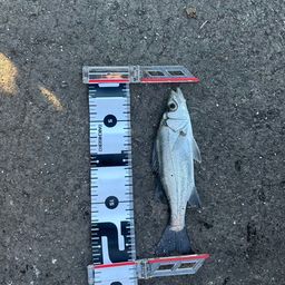 セイゴ（ヒラスズキ）