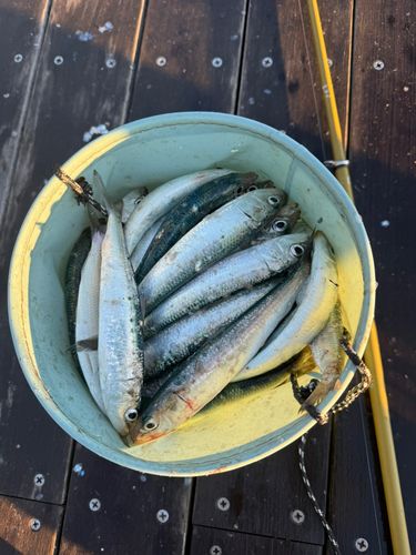 イワシの釣果