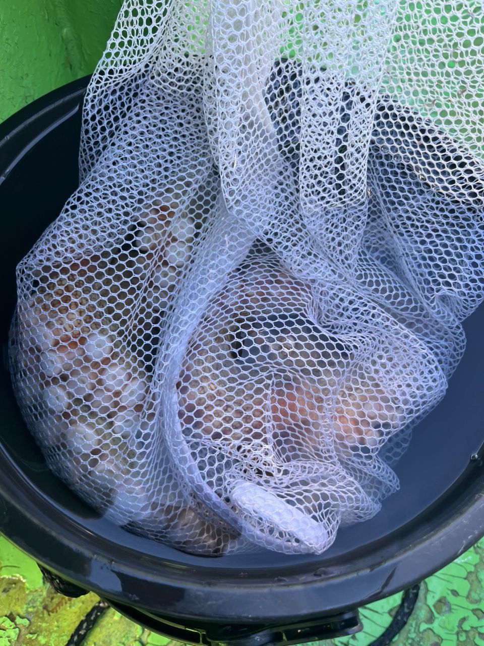 Guest62908869さんの釣果 2枚目の画像