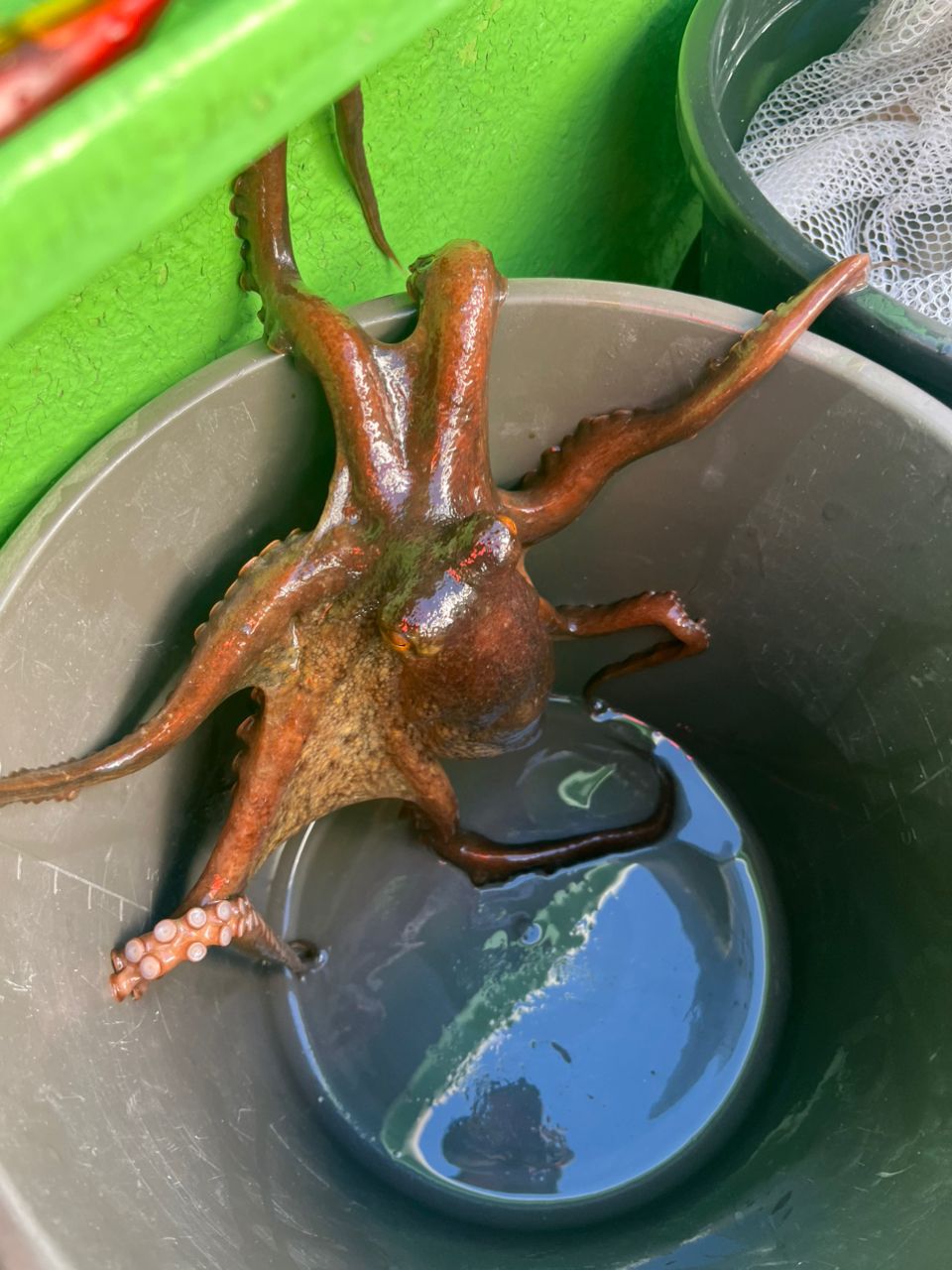 Guest62908869さんの釣果 3枚目の画像