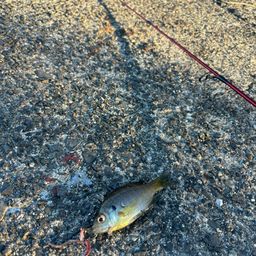 ブルーギル