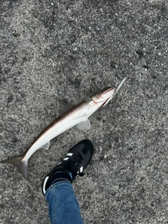 エソの釣果
