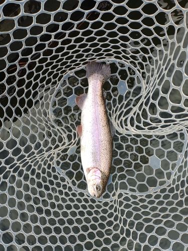 ニジマスの釣果