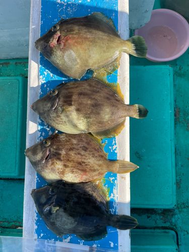 カワハギの釣果