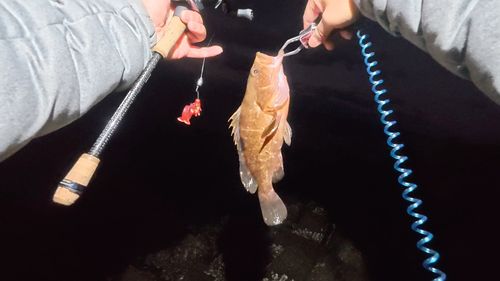 キジハタの釣果