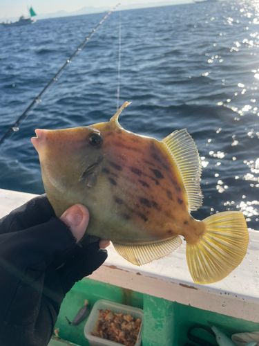カワハギの釣果