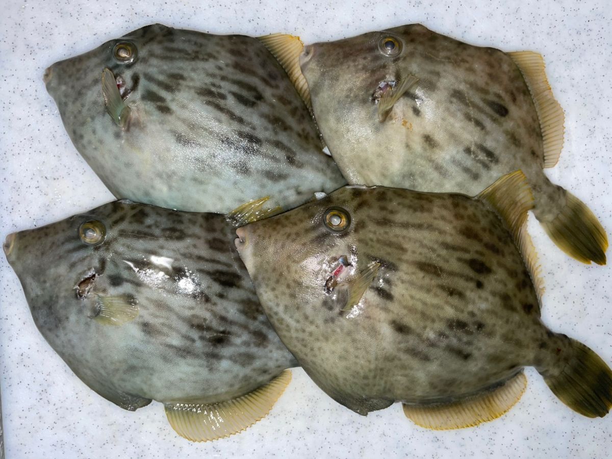 金沢八景のつり吉さんの釣果 3枚目の画像