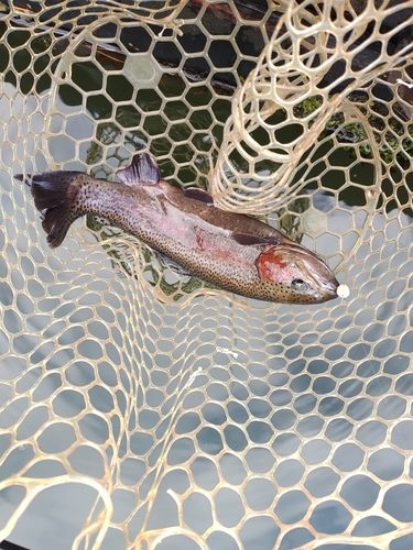 ニジマスの釣果