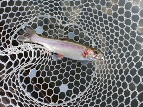 ニジマスの釣果