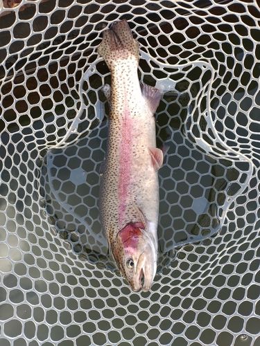 ニジマスの釣果