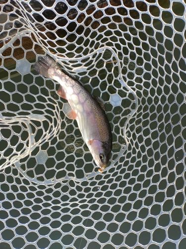 ニジマスの釣果