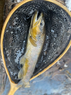 ブラウントラウトの釣果