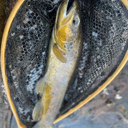 ブラウントラウト