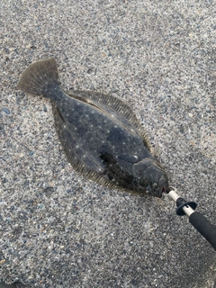 ヒラメの釣果