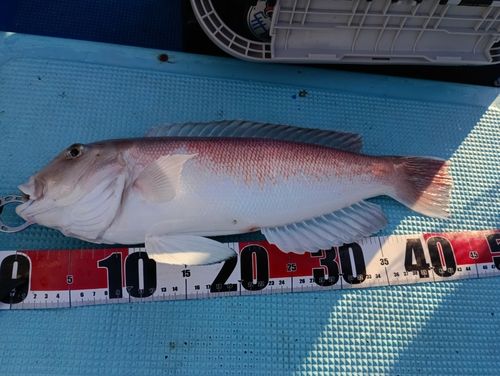 アマダイの釣果