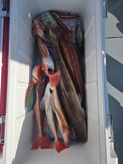 ホウボウの釣果