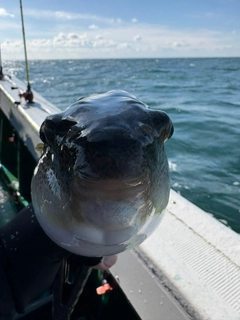 ショウサイフグの釣果