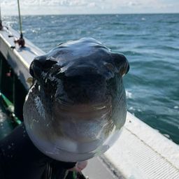 ショウサイフグ