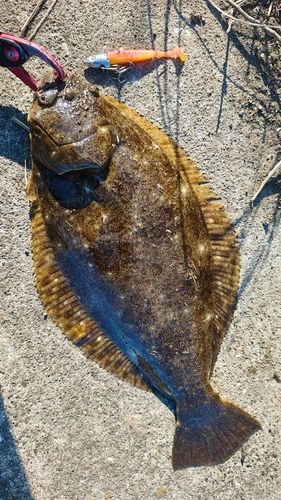 ヒラメの釣果