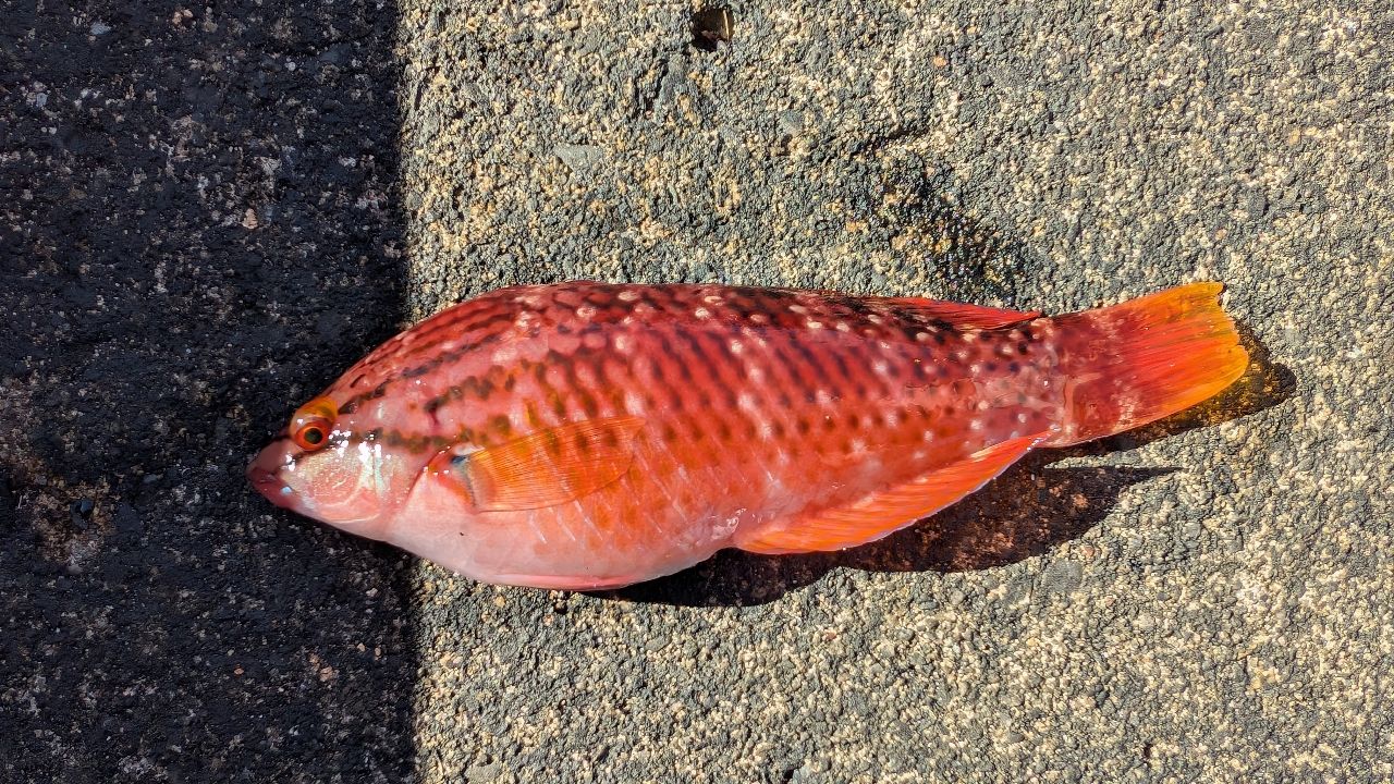 アカササノハベラ