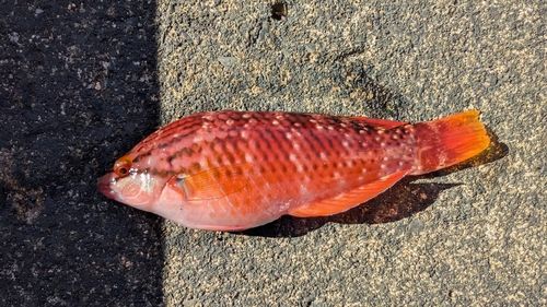 アカササノハベラの釣果