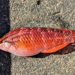 アカササノハベラ