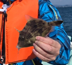 カワハギの釣果