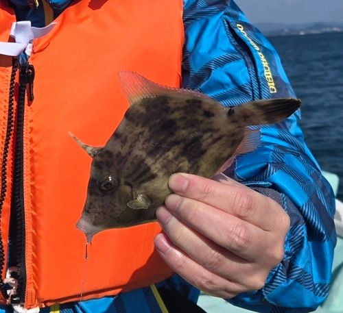 カワハギの釣果