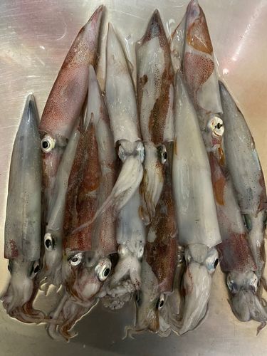 三陸海岸（岩手）