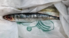 クロムツの釣果