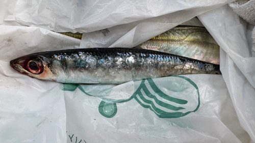 クロムツの釣果