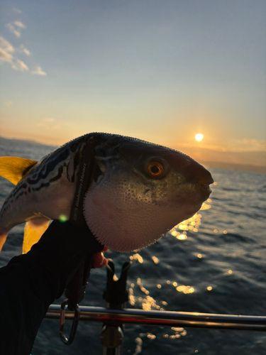 シマフグの釣果