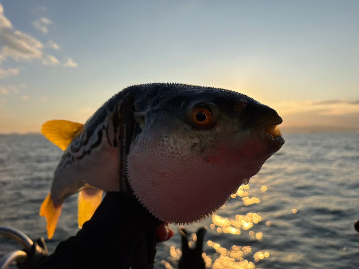 hirojinさんの釣果 2枚目の画像