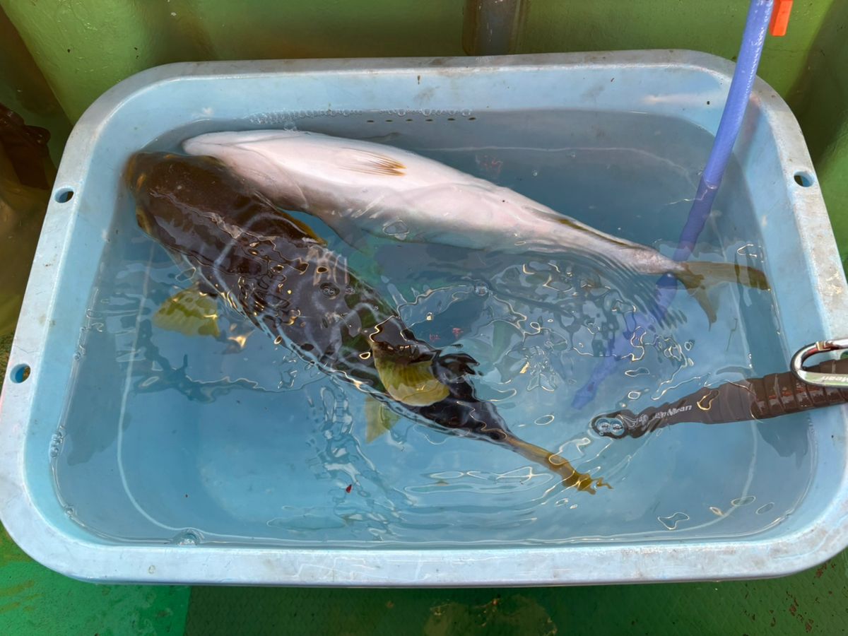 hirojinさんの釣果 3枚目の画像