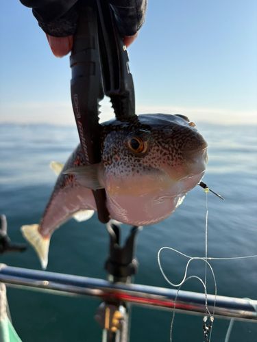 ショウサイフグの釣果