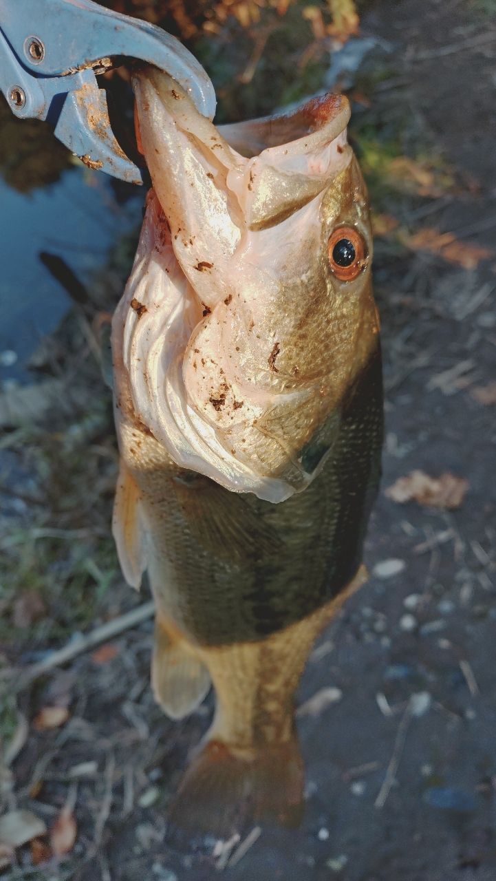 SHIMANO 22エクスプライド 263L-S/2の最安値・インプレ・釣果 | 本音の