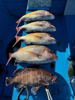 マダイの釣果