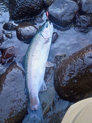 ニジマスの釣果
