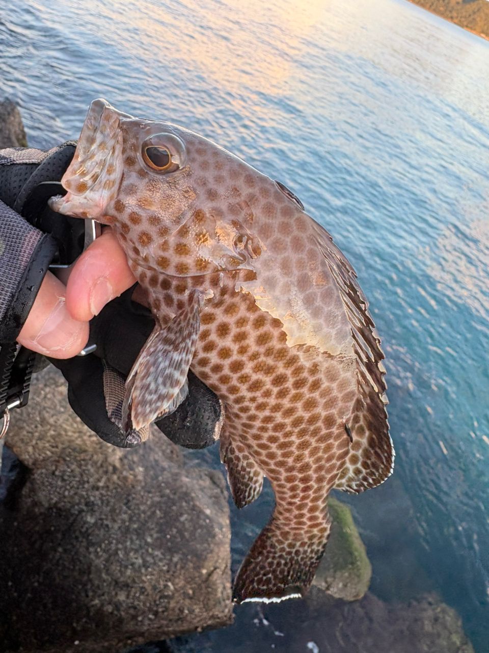 DAIWA 23ファントム リベラリスト 803M+RSBの最安値・インプレ・釣果