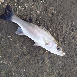 セイゴ（ヒラスズキ）