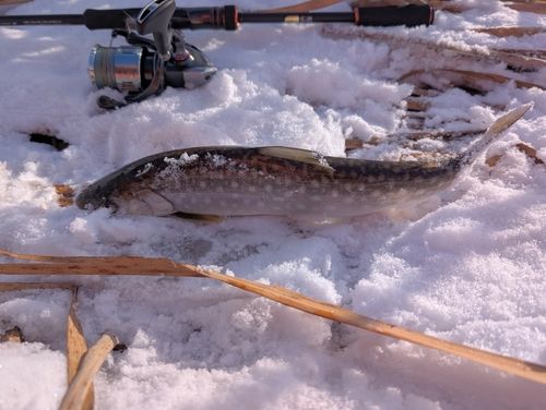アメマスの釣果